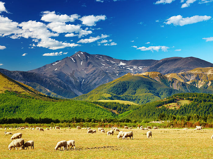 New Zealand eCommerce Insights New Zealand eCommerce